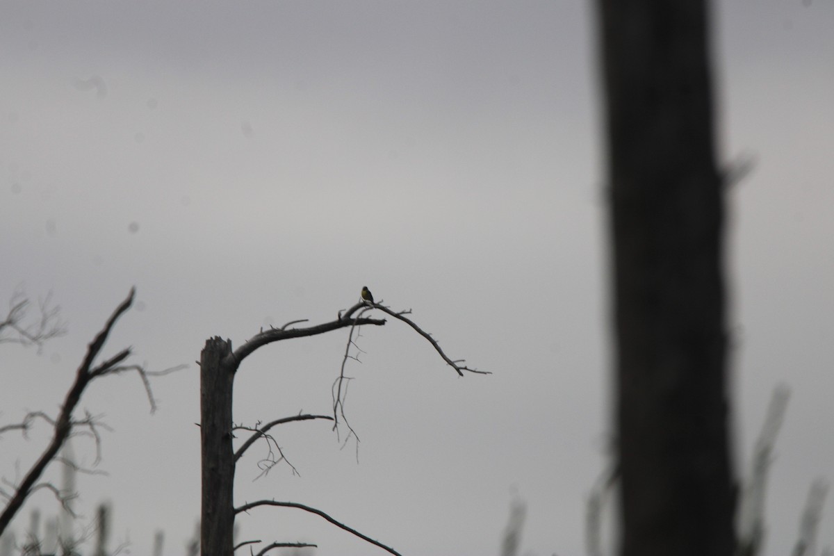 Reinita de Kirtland - ML648972905