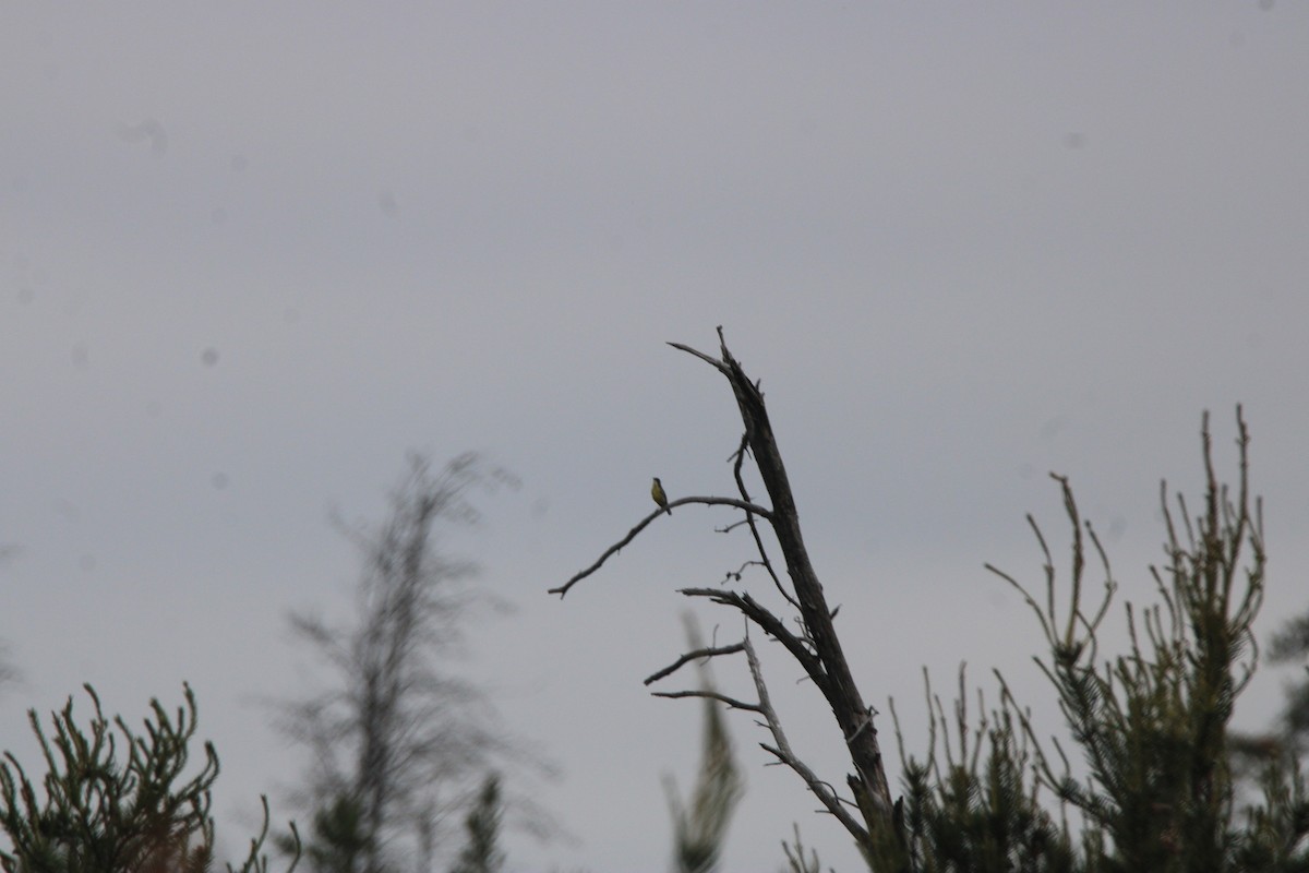 Reinita de Kirtland - ML648972906