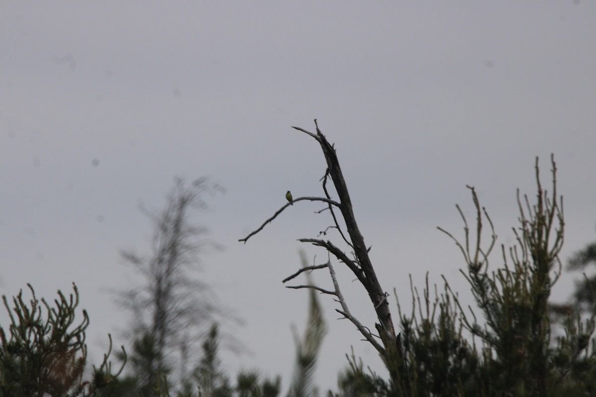 Reinita de Kirtland - ML648972908