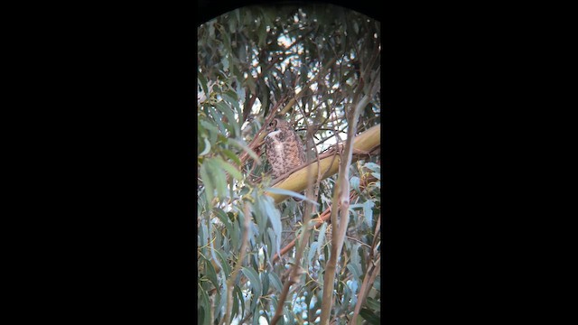 Great Horned Owl - ML648972911
