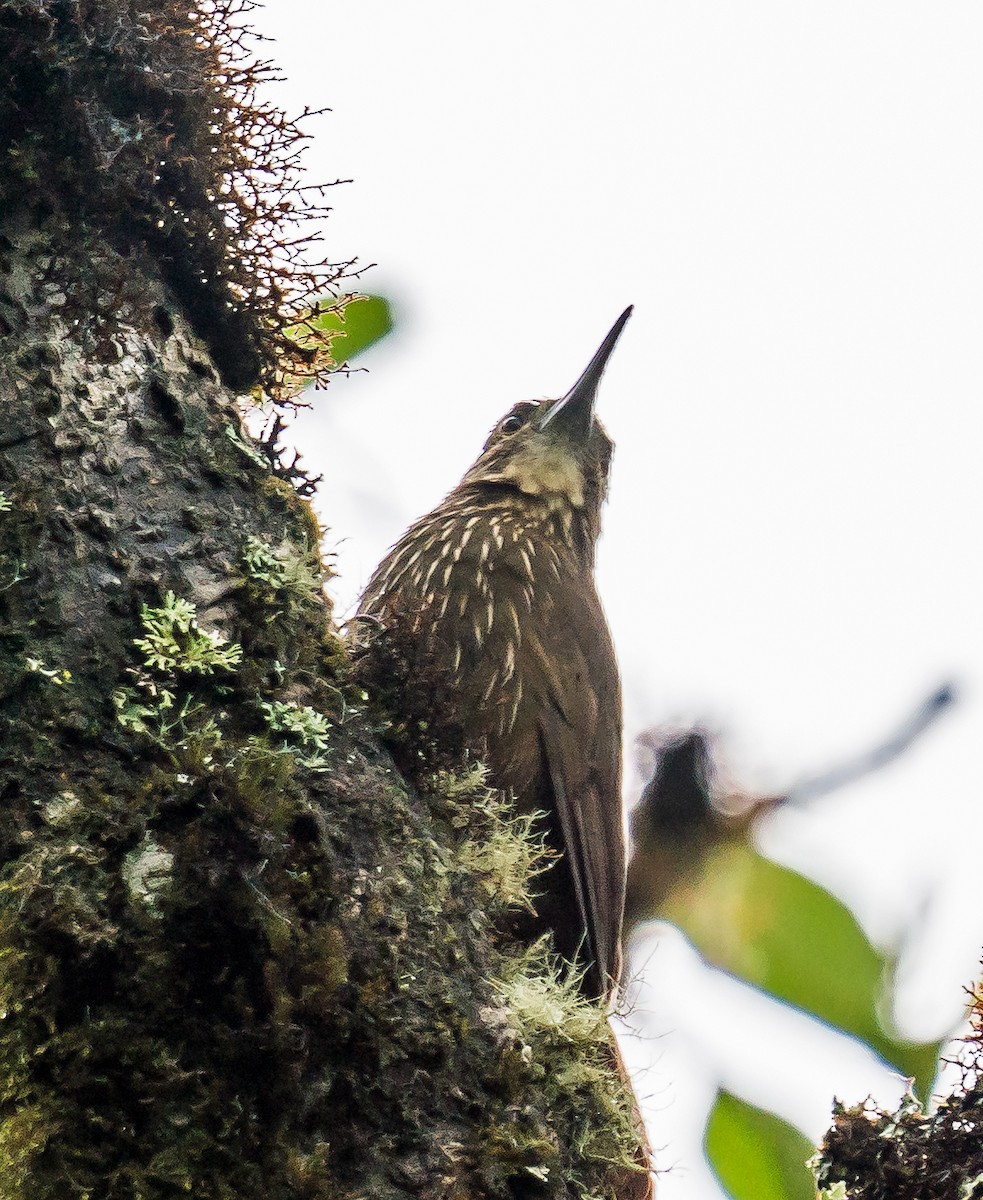 Starkschnabel-Baumsteiger - ML648972940