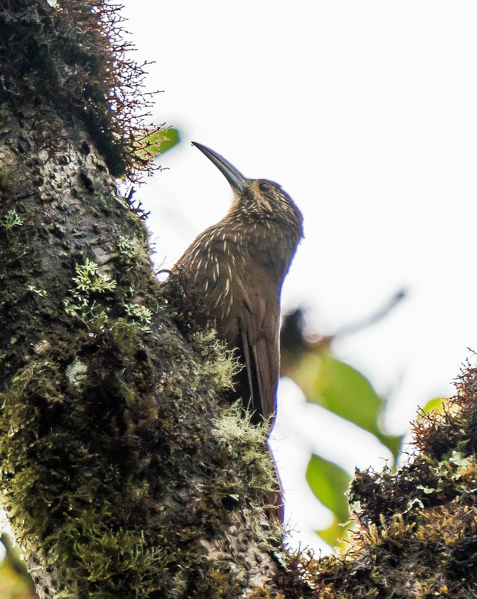 Starkschnabel-Baumsteiger - ML648972941