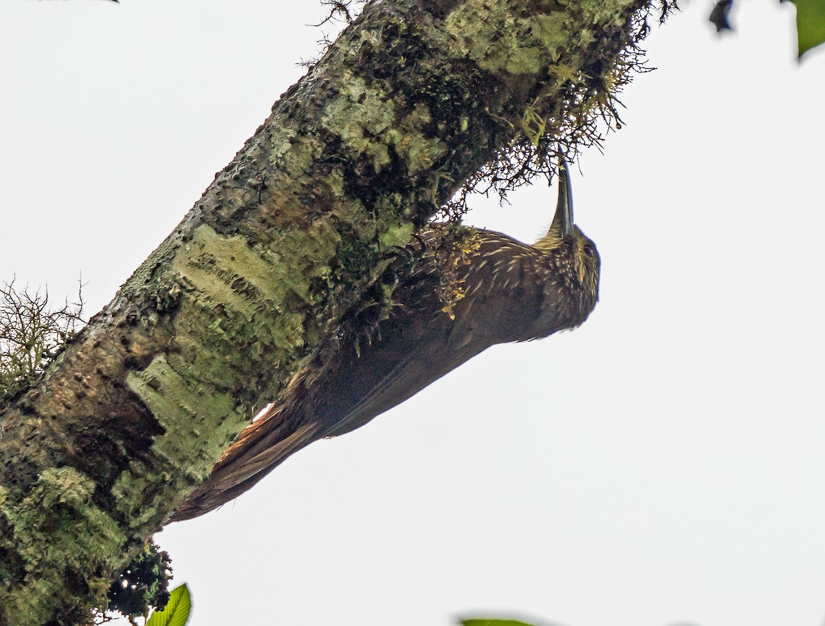 Starkschnabel-Baumsteiger - ML648972942