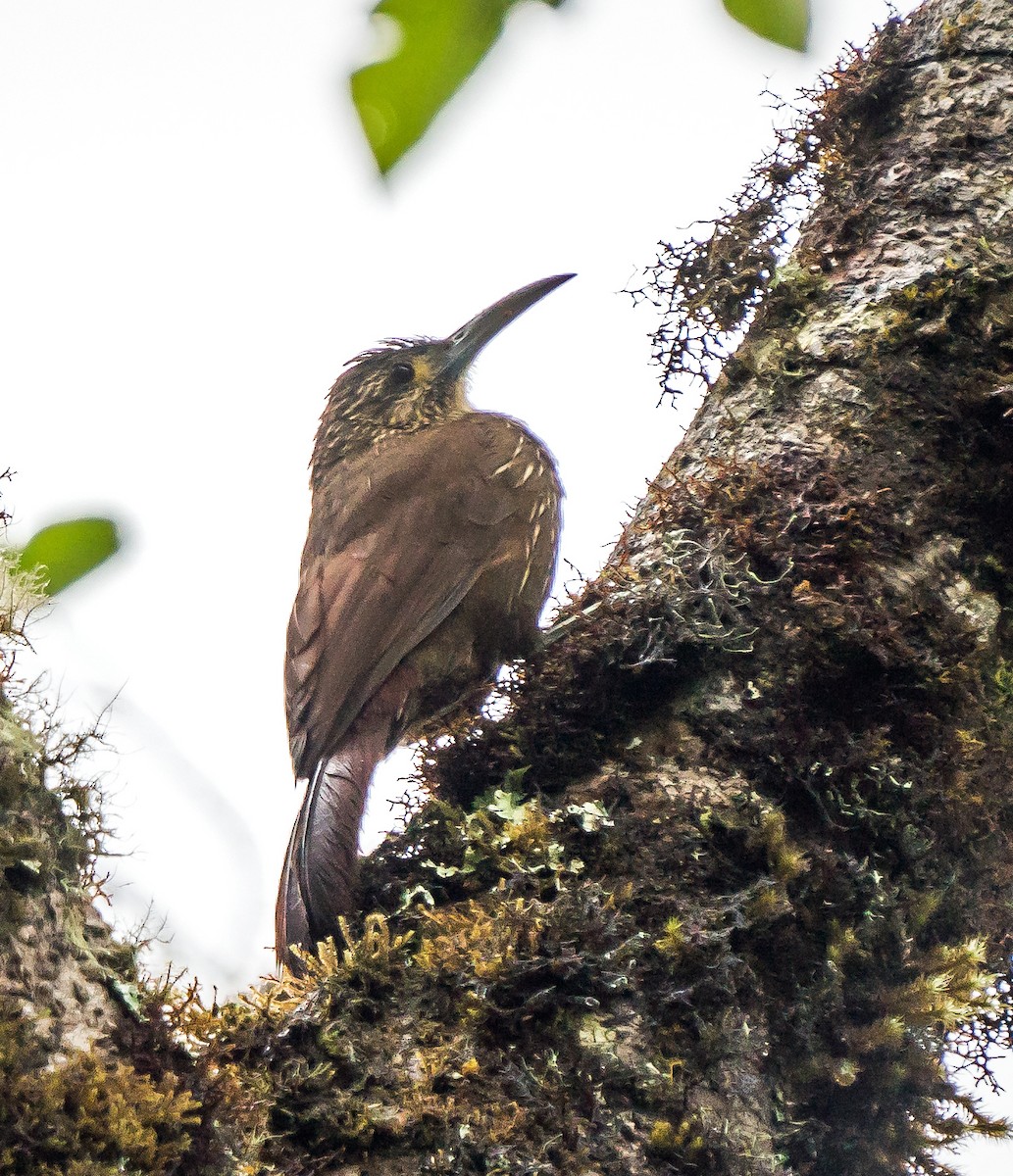 Starkschnabel-Baumsteiger - ML648972943