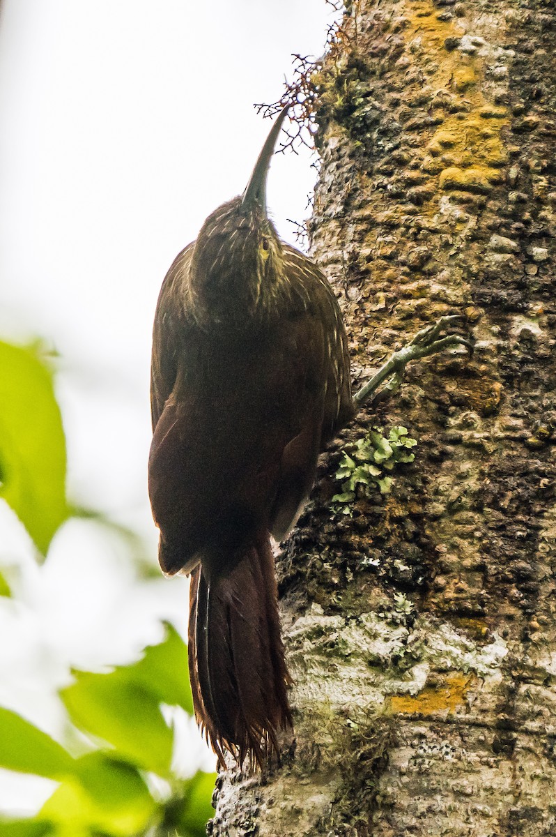 Starkschnabel-Baumsteiger - ML648972944