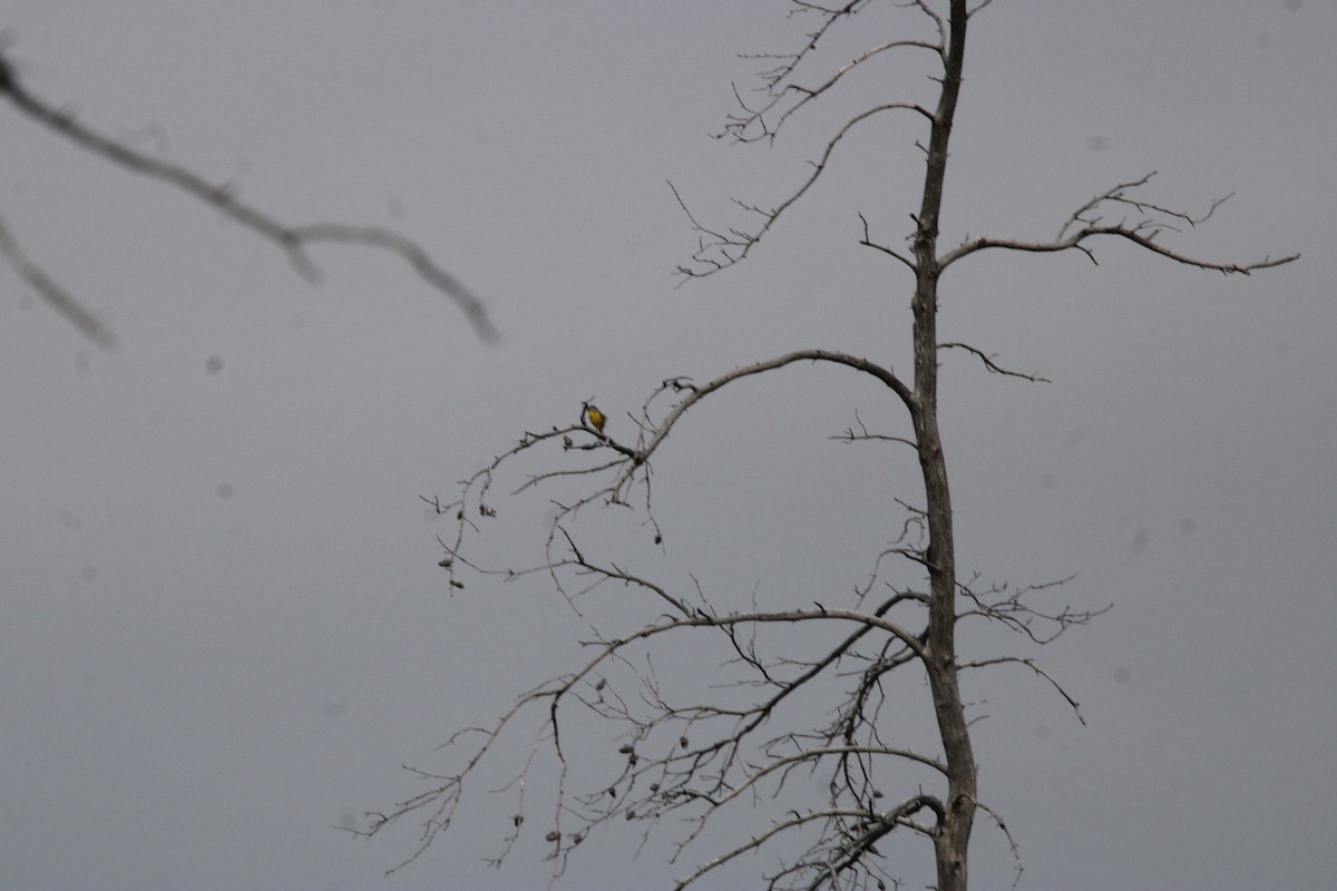 Reinita de Nashville - ML648972950