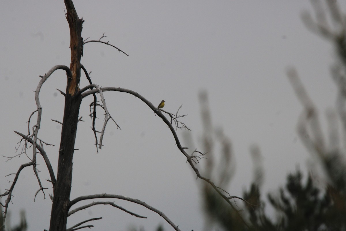 Reinita de Nashville - ML648972951