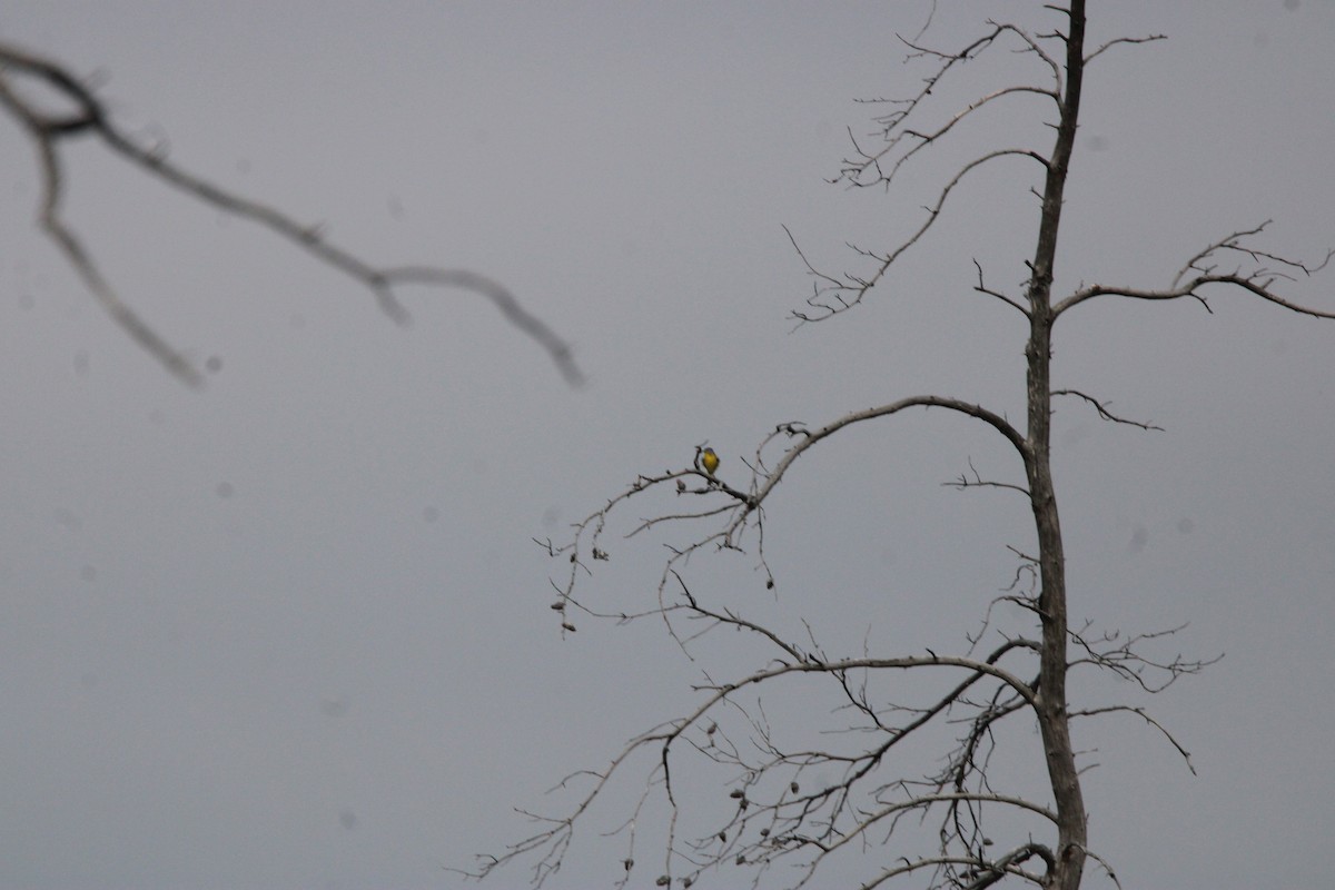 Reinita de Nashville - ML648972952