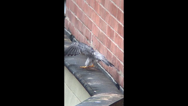 Peregrine Falcon - ML648973058