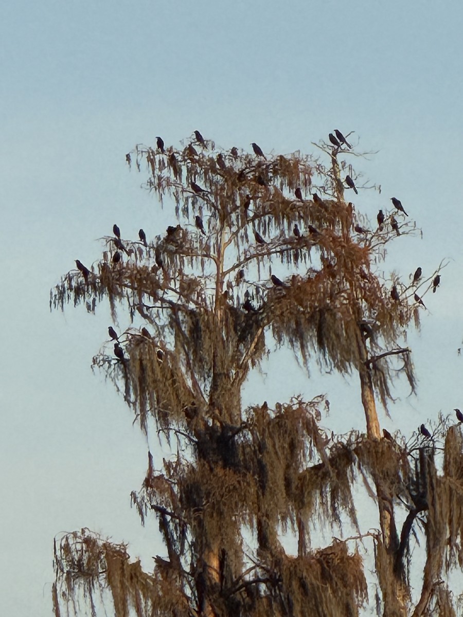 Common Grackle - ML648973096