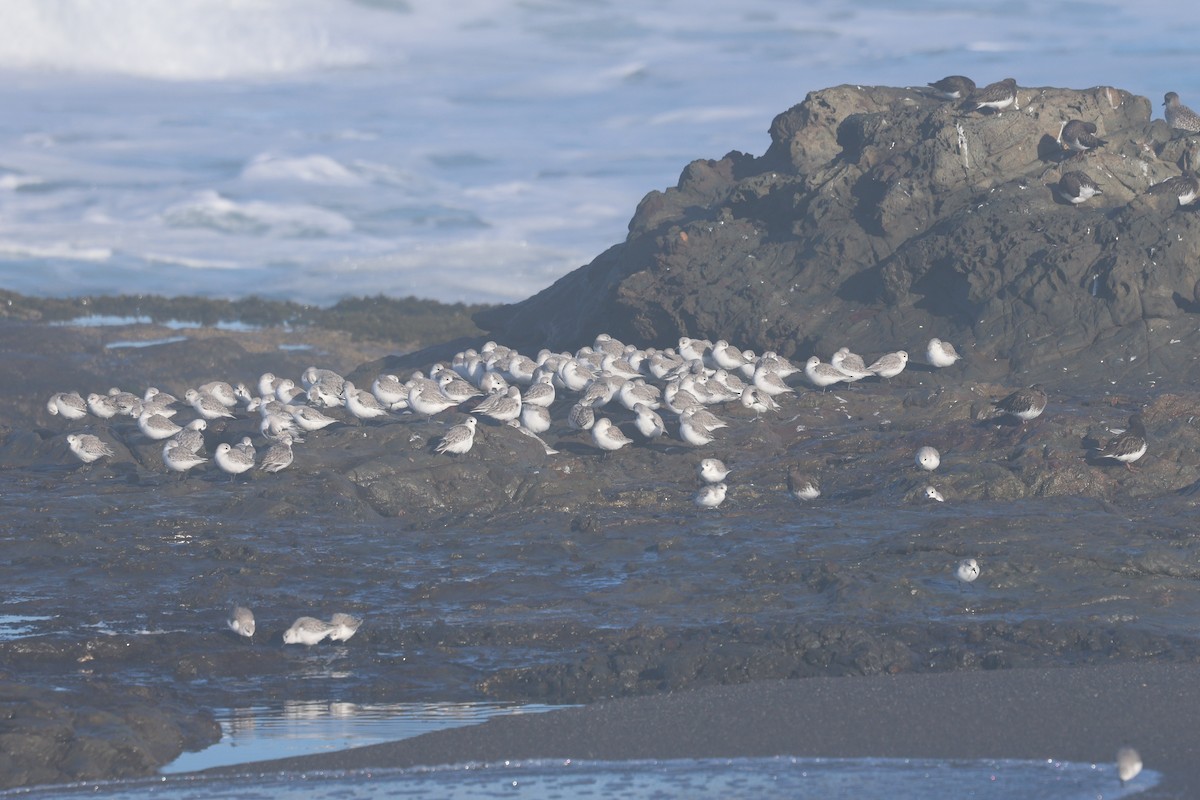 Sanderling - ML648973157