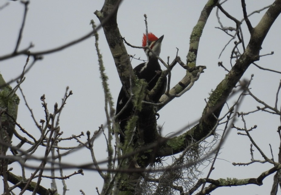 Pileated Woodpecker - ML648973329