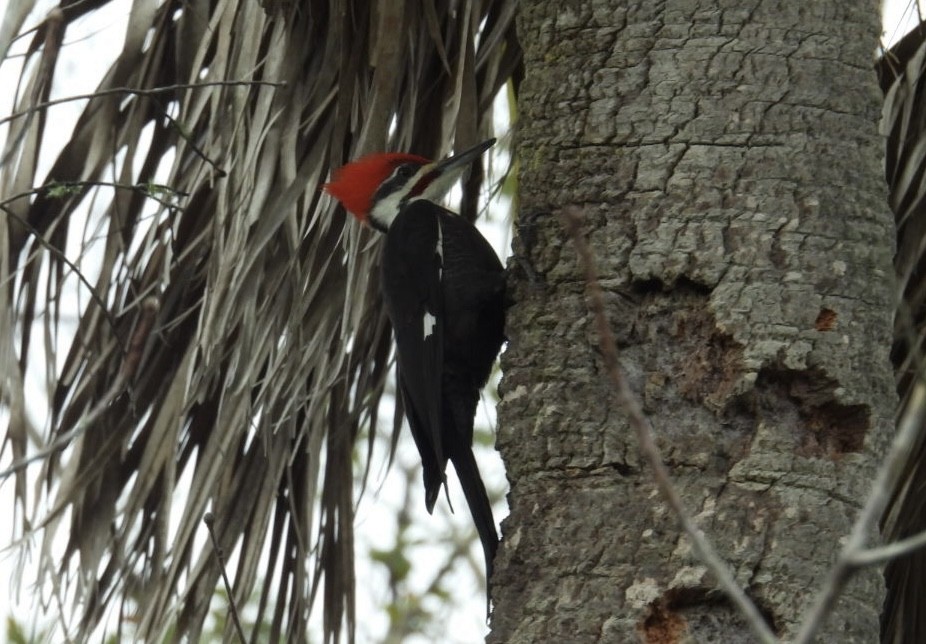 Pileated Woodpecker - ML648973330