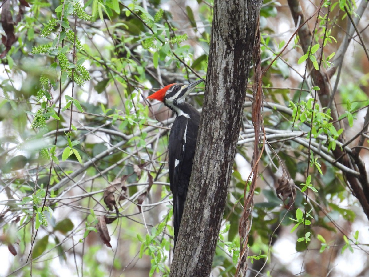 Pileated Woodpecker - ML648973331