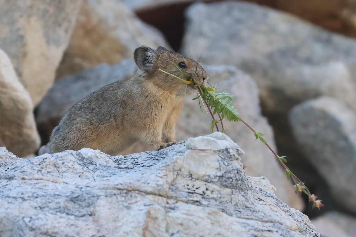 Pica Americana - ML648973464