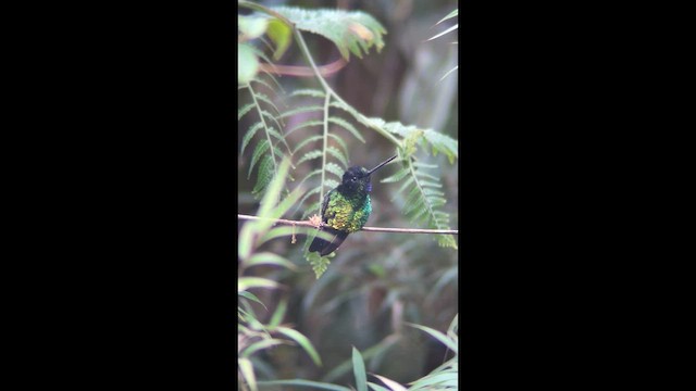 Dusky Starfrontlet - ML648973505