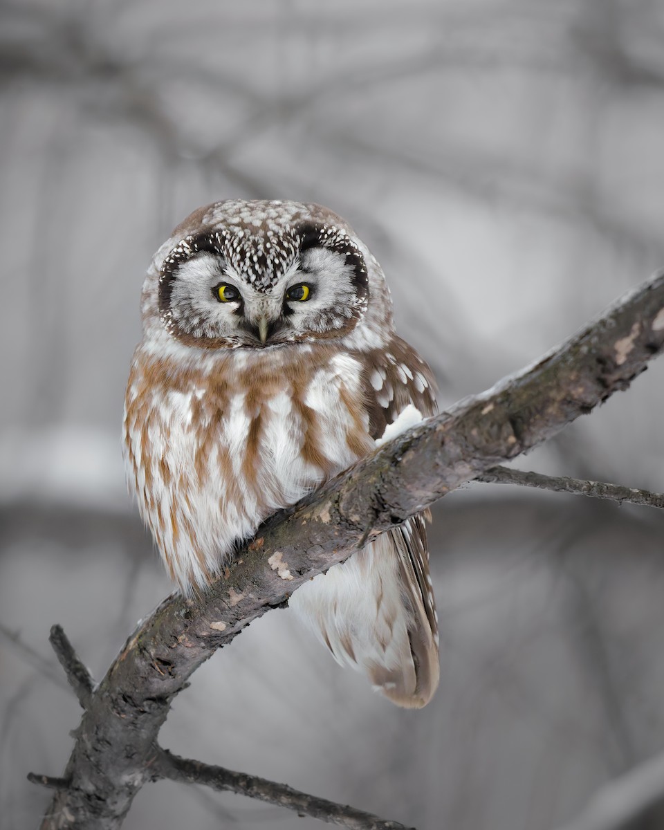 Сич волохатий - ML648973575