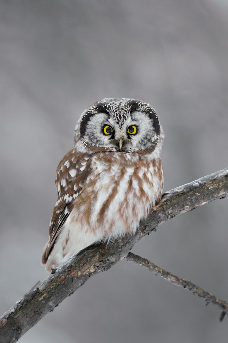 Сич волохатий - ML648973576