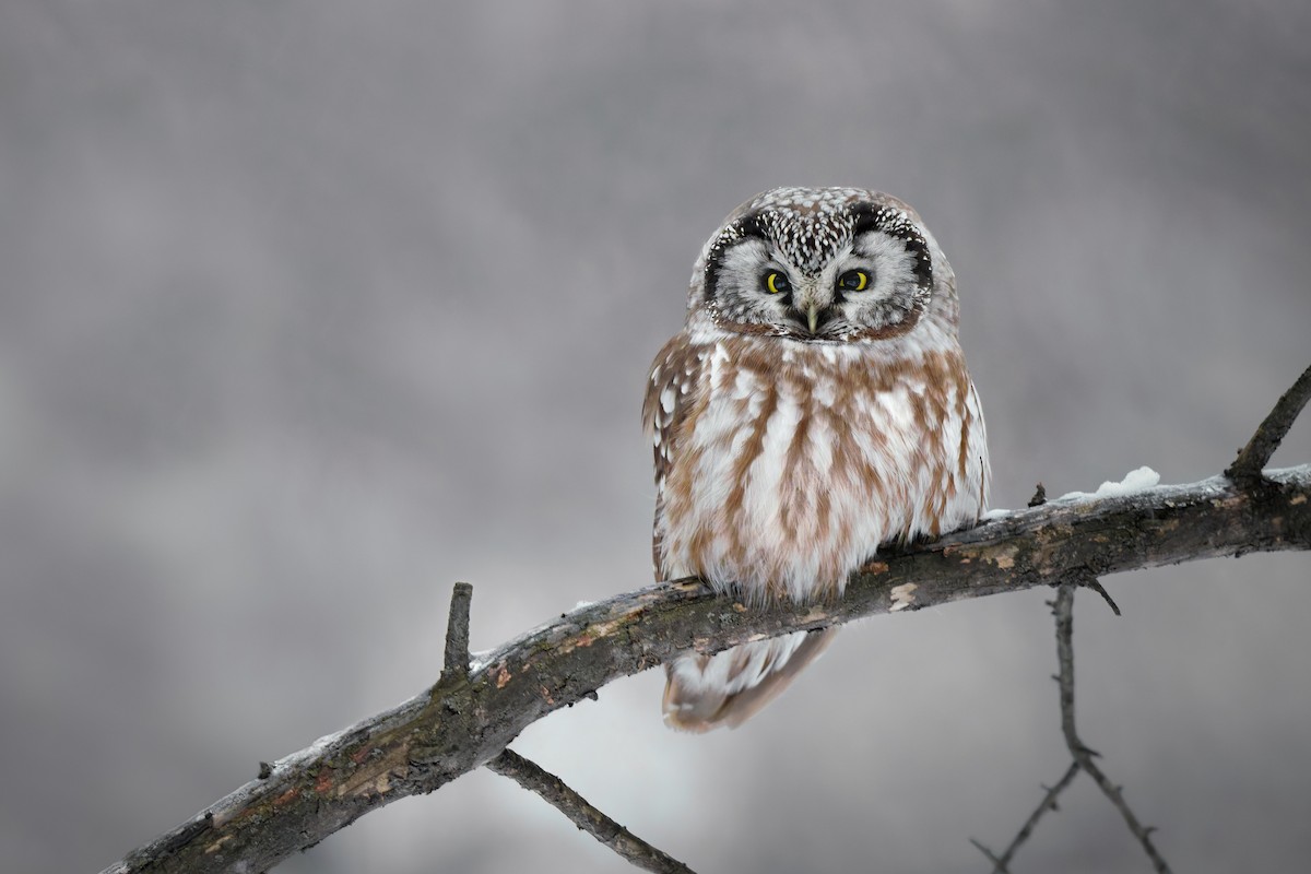 Сич волохатий - ML648973577