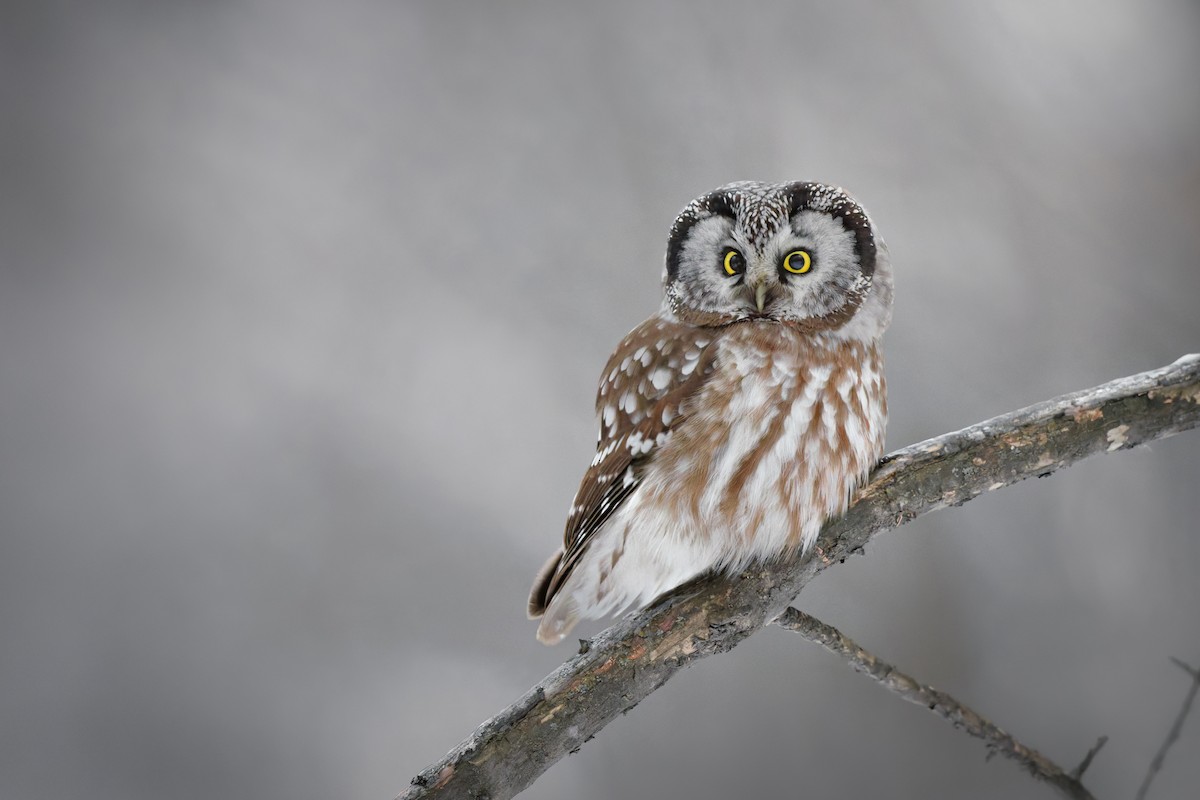 Сич волохатий - ML648973578