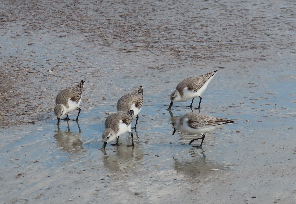 Sanderling - Robin Duska