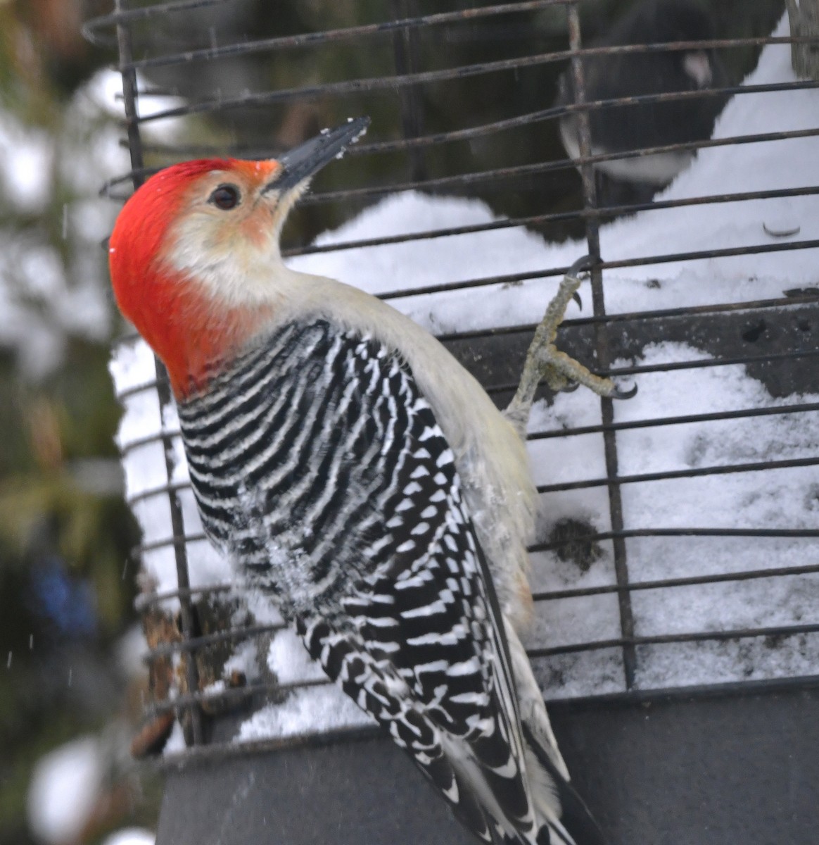 Red-bellied Woodpecker - ML648973676