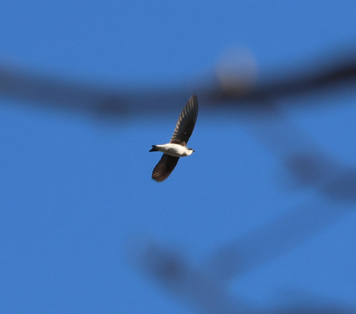 vlaštovka stromová - ML648973713