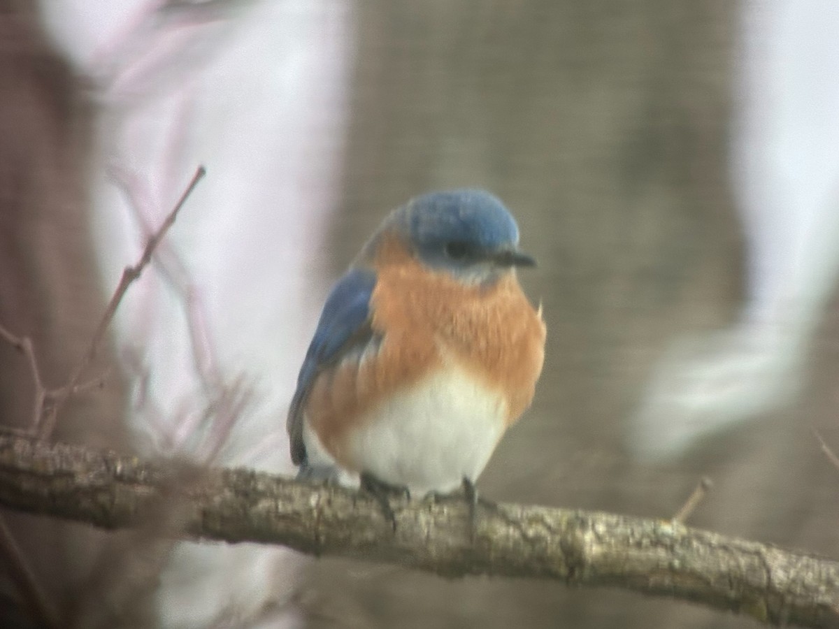 Azulejo Oriental - ML648973815