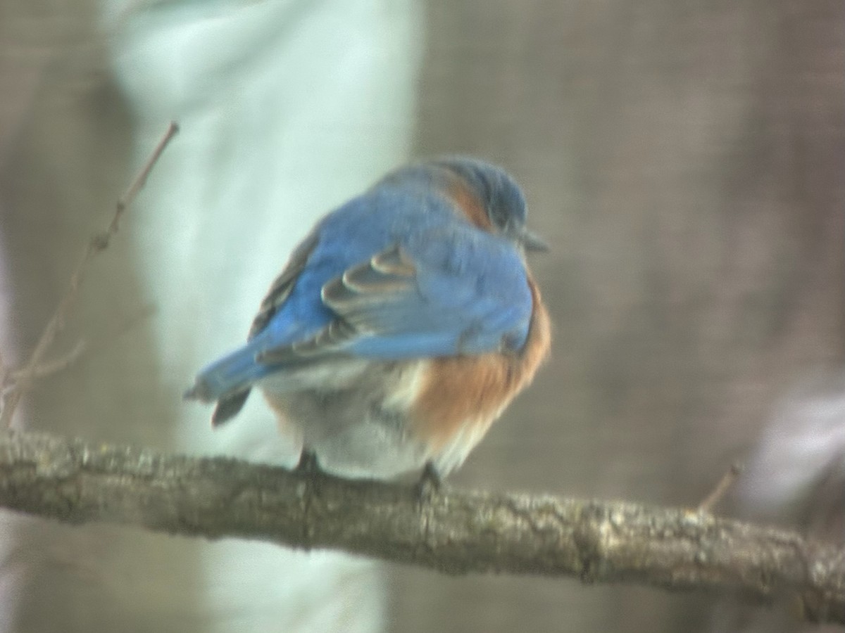 Azulejo Oriental - ML648973816