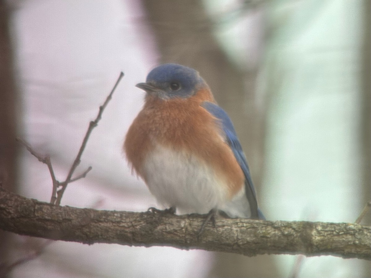 Azulejo Oriental - ML648973817