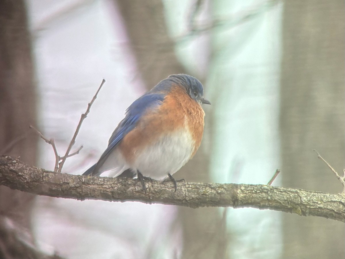 Azulejo Oriental - ML648973818