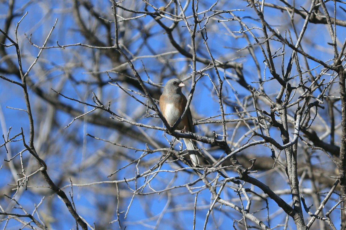 Dark-eyed Junco (Pink-sided) - ML648973856