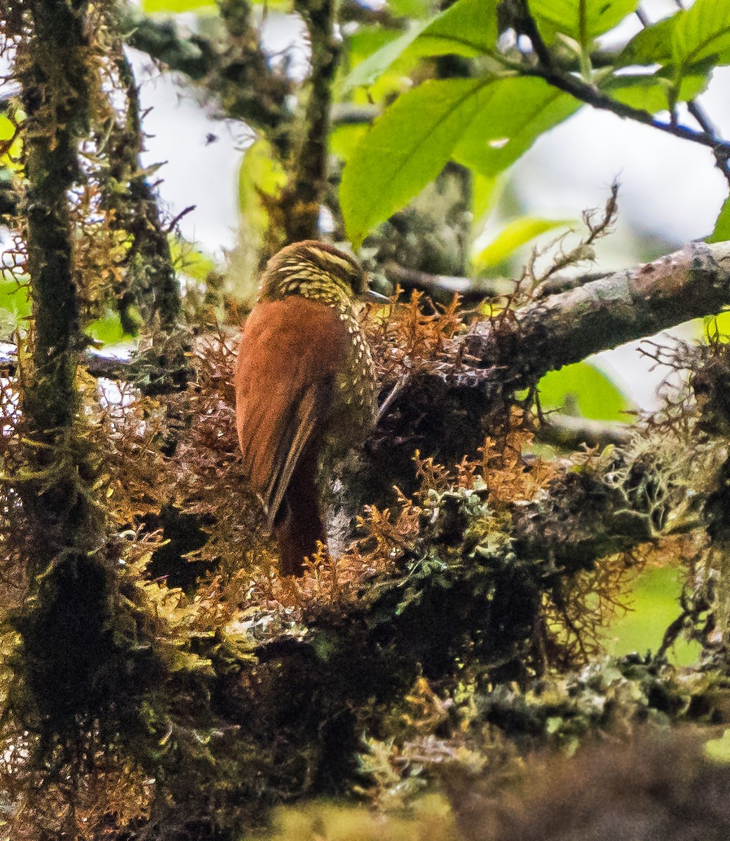 Tropfenbrust-Stachelschwanz - ML648973882