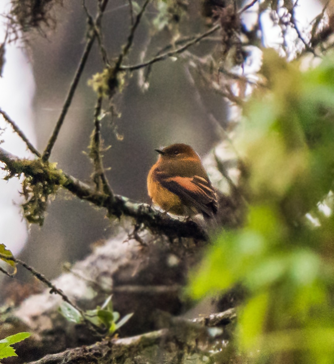 Zimttyrann - ML648973890