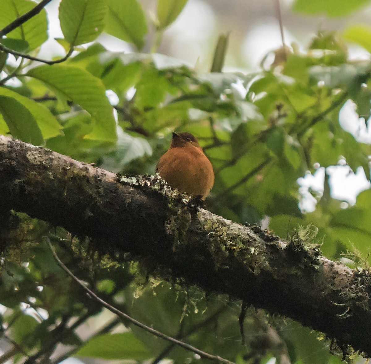 Zimttyrann - ML648973891