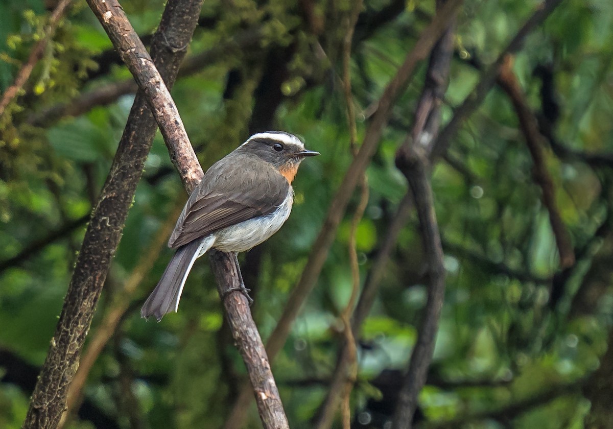 Orangebrust-Schmätzertyrann - ML648973902