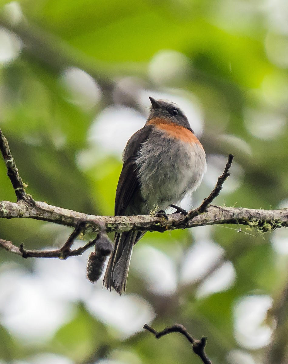 Orangebrust-Schmätzertyrann - ML648973903