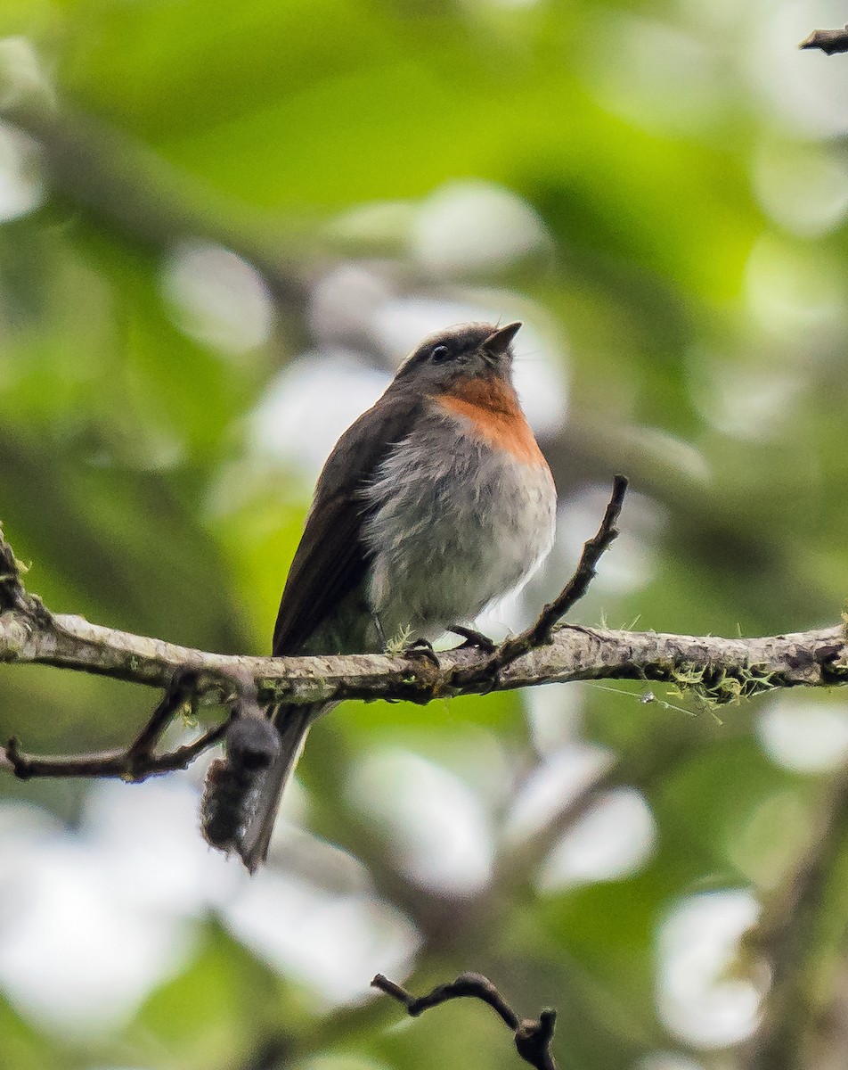 Orangebrust-Schmätzertyrann - ML648973904