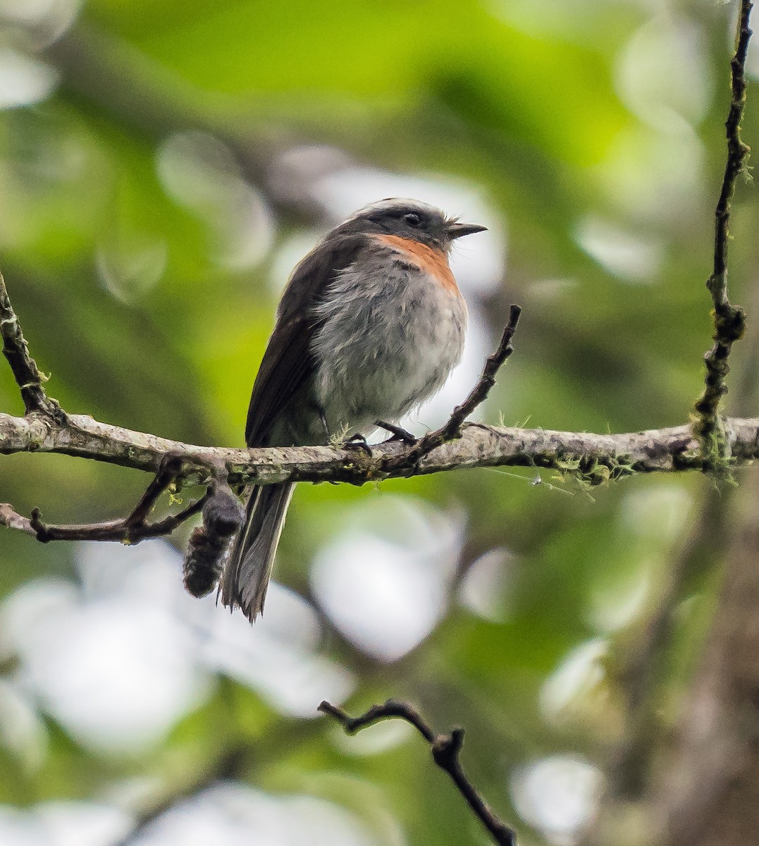 Orangebrust-Schmätzertyrann - ML648973905