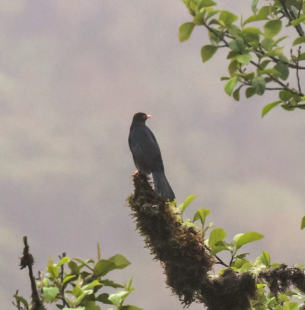 Samtdrossel - ML648973908