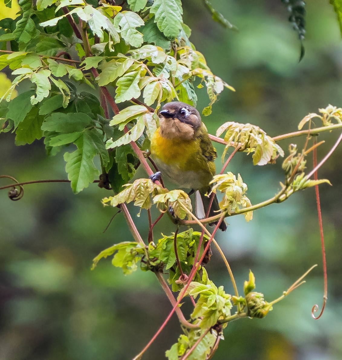 Finkengrünammer - ML648973914