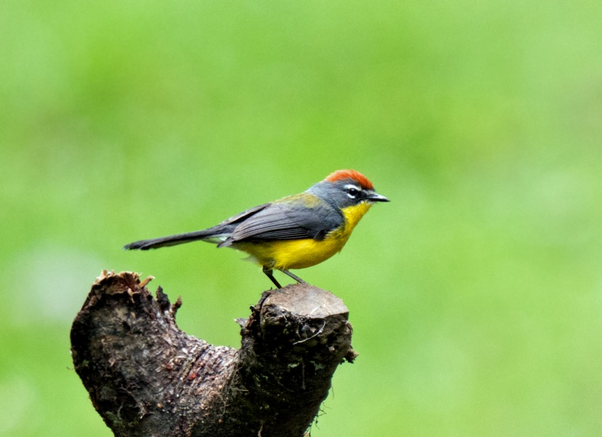 Braunkappen-Waldsänger - ML648973923