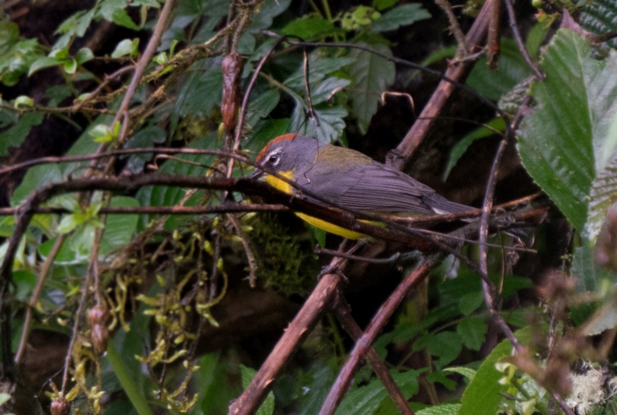 Braunkappen-Waldsänger - ML648973924