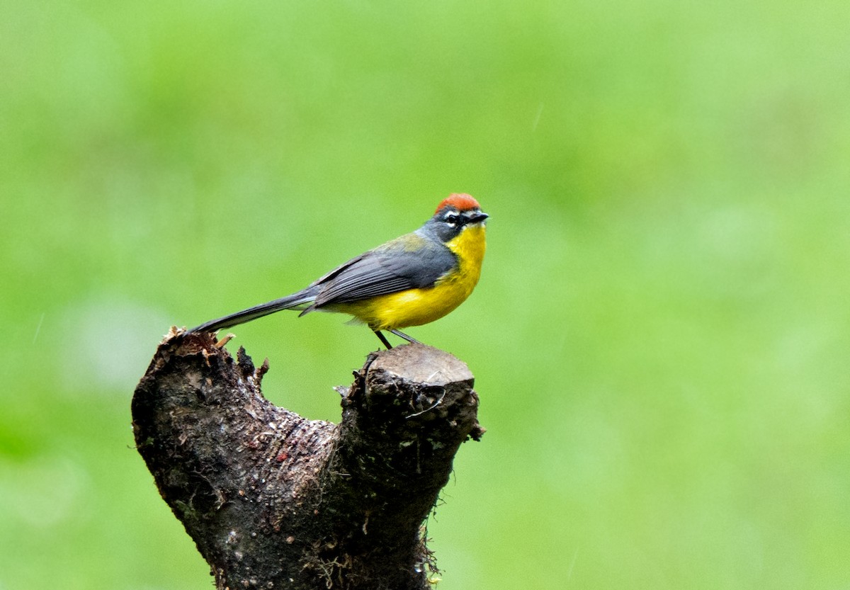 Braunkappen-Waldsänger - ML648973925