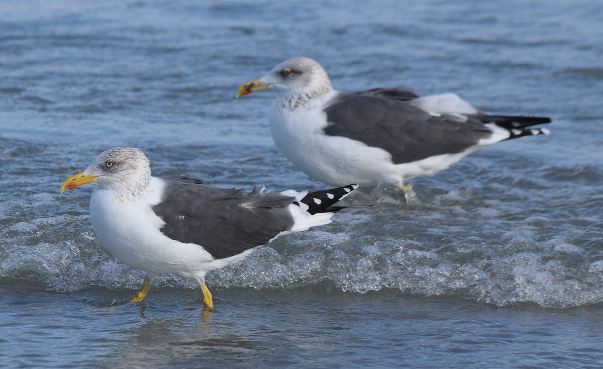 Lesser Black-backed Gull - ML648973962