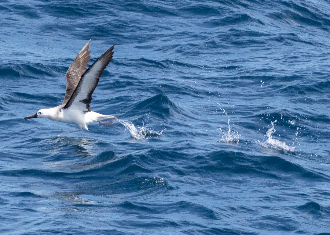 albatros pestrozobý - ML648974016