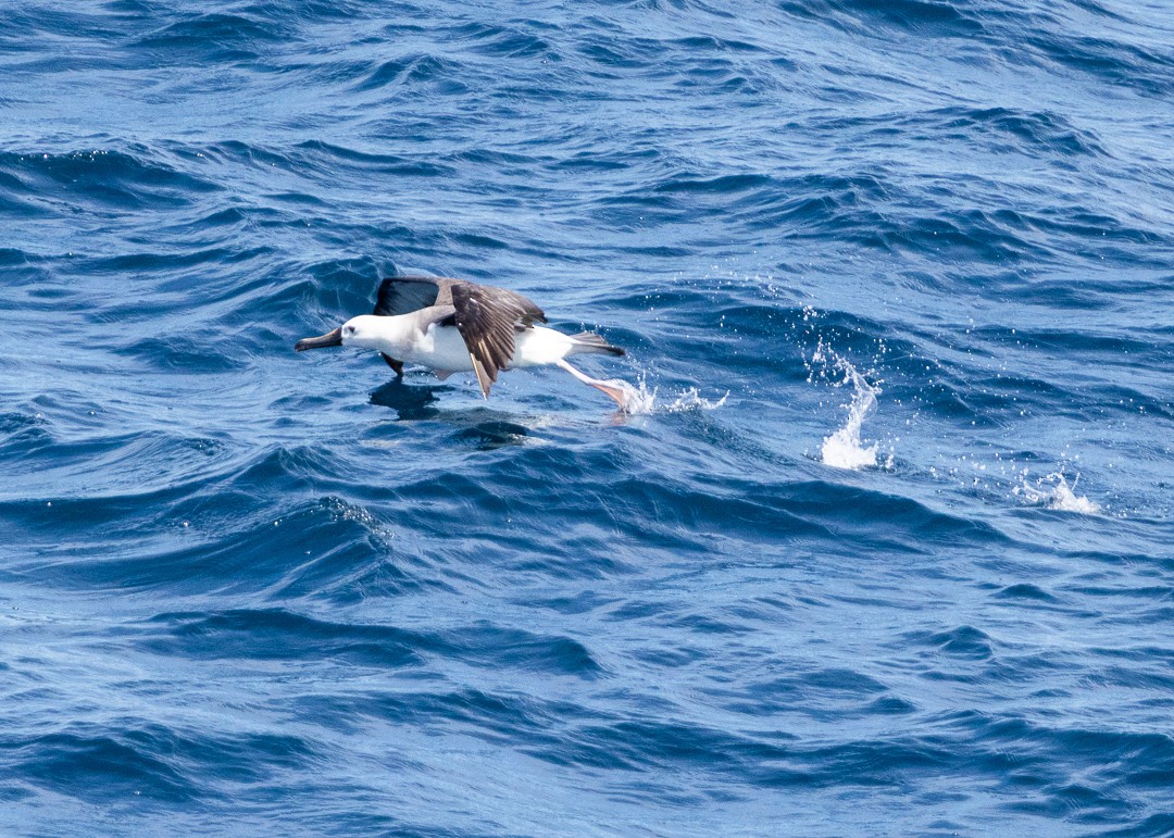 albatros pestrozobý - ML648974019