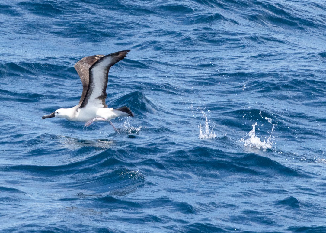 albatros pestrozobý - ML648974020