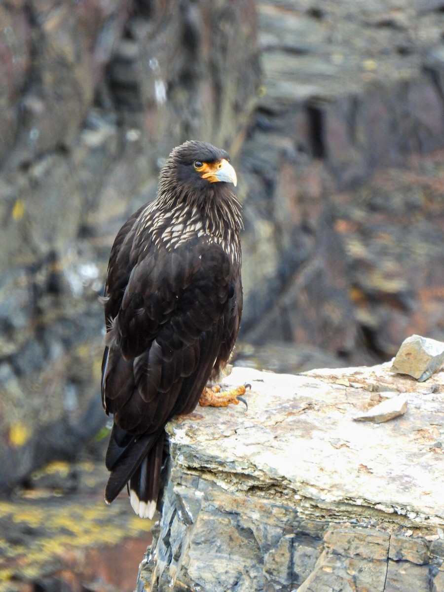 Striated Caracara - ML648974202