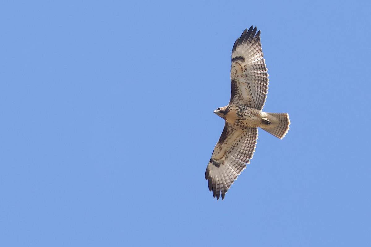 Busardo Colirrojo - ML648974339